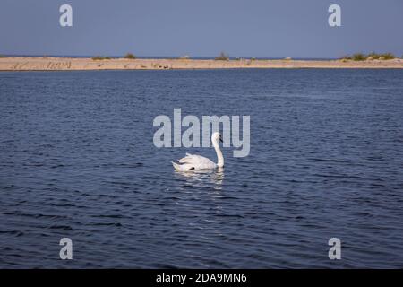 Cigno muto nella riserva degli uccelli di Mewia Lacha sull'isola di Sobieszewo, sulla baia di Danzica, sul Mar Baltico e Smiała Wisla, ramo del fiume Vistola, Polonia Foto Stock