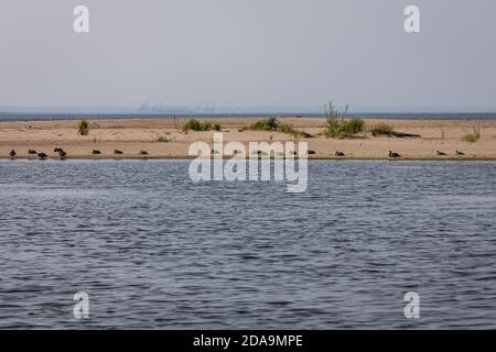 Anatre nella riserva degli uccelli di Mewia Lacha sull'isola di Sobieszewo, sulla baia di Danzica, sul Mar Baltico e Smiała Wisla, ramo del fiume Vistola, Polonia Foto Stock