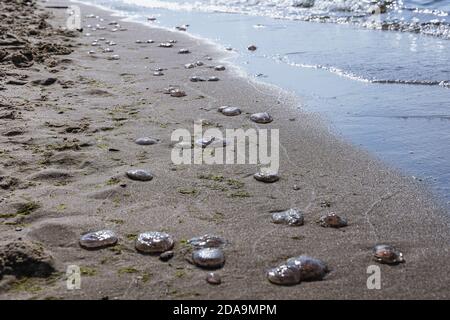 Meduse su una spiaggia dell'isola di Sobieszewo sopra la baia di Danzica nel Mar Baltico, Polonia Foto Stock