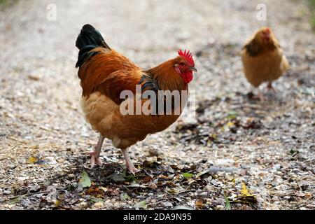 Polli che vivono la loro vita migliore in Sussex, Regno Unito. Foto Stock