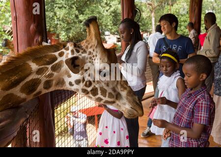 I visitatori nutrono una giraffa Rothschild in via di estinzione al Giraffe Center, Nairobi, Kenya. Il centro è gestito da African Fund for Endangered Wildlife (A. Foto Stock