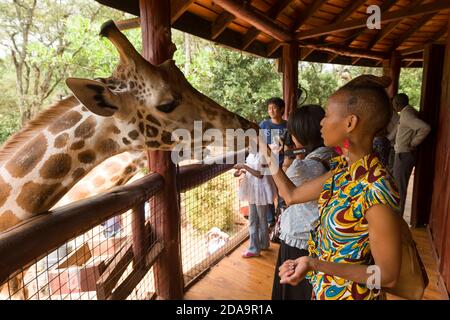 I visitatori nutrono una giraffa Rothschild in via di estinzione al Giraffe Center, Nairobi, Kenya. Il centro è gestito da African Fund for Endangered Wildlife (A. Foto Stock