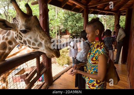 I visitatori nutrono una giraffa Rothschild in via di estinzione al Giraffe Center, Nairobi, Kenya. Il centro è gestito da African Fund for Endangered Wildlife (A. Foto Stock