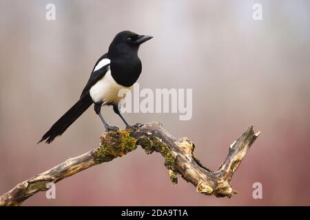 Magpie eurasiatico seduto sul ramo nella natura invernale Foto Stock