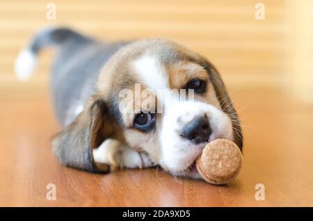 Grazioso cucciolo beagle studio shot Foto Stock