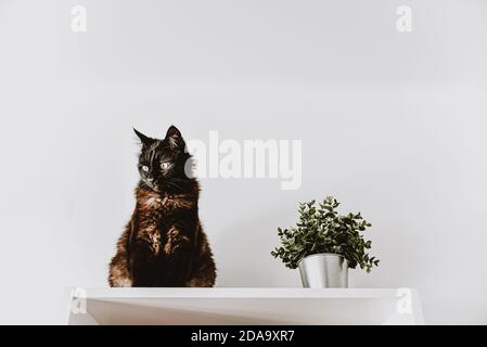 un gatto nero adulto si siede su un armadio bianco. fiore artificiale verde in un secchio Foto Stock