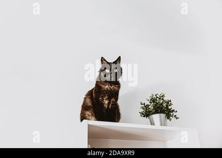 un gatto nero adulto si siede su un armadio bianco. fiore artificiale verde in un secchio Foto Stock
