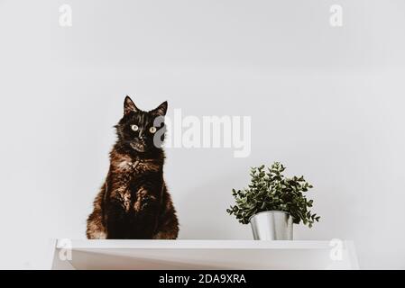 un gatto nero adulto si siede su un armadio bianco. fiore artificiale verde in un secchio Foto Stock