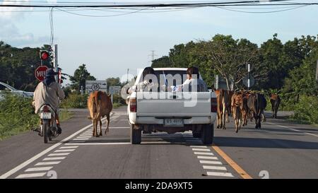 CHON BURI, THAILANDIA, 18 2020 LUGLIO, UNA mandria di mucche cammina sulla strada nella campagna tailandese e blocca il traffico stradale. Foto Stock