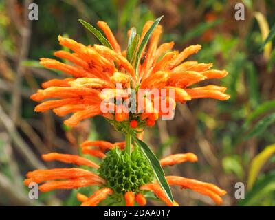 Fiore selvatico di Dagga. Leonotis leonurus conosciuta come coda di leone è un grande arbusto, pianta fiorente. Forma tubolare fiori arancioni nella famiglia della menta, Lamiaceae Foto Stock