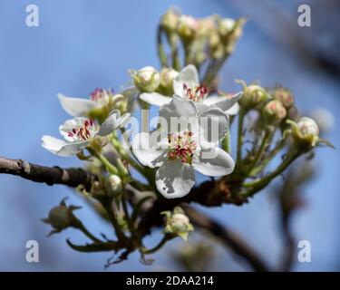 Pera, Kampervenus, boccioli di fiori Foto Stock