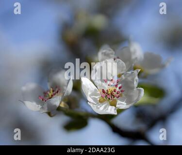 Pera, Kampervenus, boccioli di fiori Foto Stock