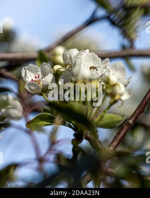 Pera, Kampervenus, boccioli di fiori Foto Stock