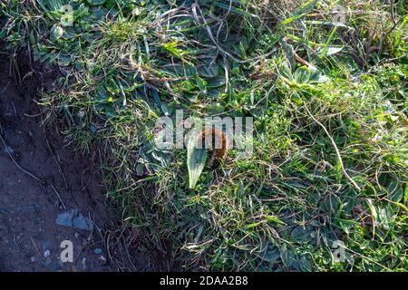 Crema spot Tiger Moth caterpillar su erba Foto Stock