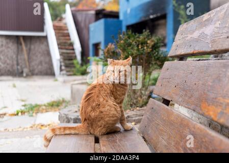Gatto rosso stray seduto su panca di legno in un parco cittadino. Protezione degli animali e concetto di adozione Foto Stock