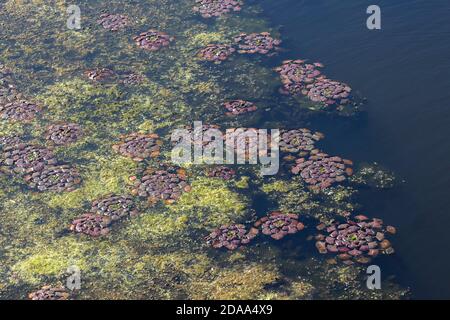 Alghe a forma di fiore verde nelle acque blu del fiume. Foto Stock