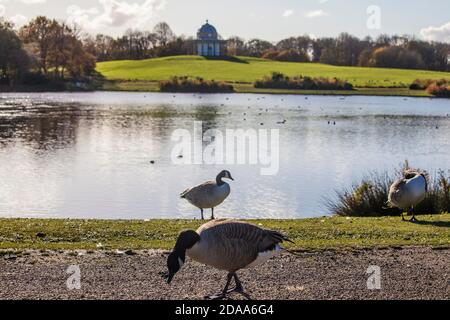 Una vista panoramica del Tempio di Minerva attraverso il lago in Hardwick Park,Sedgefield, Co.Durham,Inghilterra Foto Stock