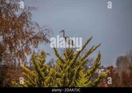 Londra, Regno Unito. 11 Nov 2020. Un Heron a lunghe zampe si trova sulla cima di un albero di felce a Londra, non normalmente associato con la vita della città gode la vista attraverso le cime degli alberi tra i colori autunnali. 11 Novembre 2020, Londra, Inghilterra, Regno Unito Credit: Clickpics/Alamy Live News Foto Stock