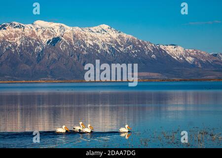 Quattro pelican bianchi americani nuotano nelle acque dell'unità 2 al Bear River Migratory Bird Refuge a ovest di Brigham City, Box Elder County, Utah, USA. Foto Stock