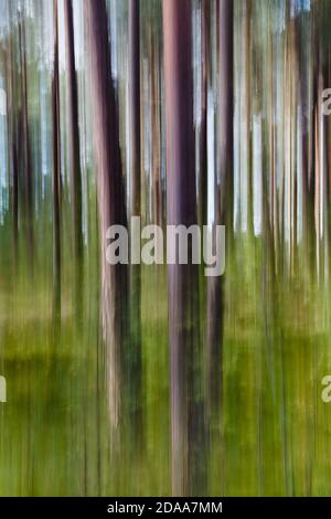 Alberi nella pineta fotografati con un movimento verticale della macchina fotografica. Esposizione lunga. Foto Stock