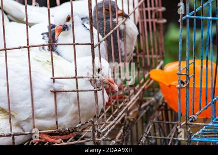 Colombe di piccione bianco in una gabbia di filo metallico, in vendita al mercato di strada a Qingdao, provincia di Shandong in Cina Foto Stock