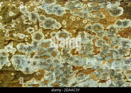 Il lichen di Shields nero è un lichen incrostante comune delle zone costiere sopra il contrassegno di alta marea. È tollerante dello spruzzo di sale Foto Stock