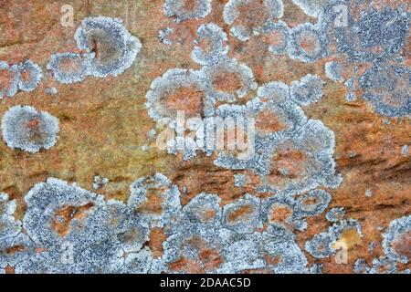 Il lichen di Shields nero è un lichen incrostante comune delle zone costiere sopra il contrassegno di alta marea. È tollerante dello spruzzo di sale Foto Stock