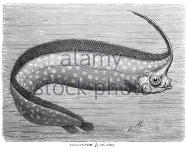 Unicorn Fish, illustrazione d'annata del 1896 Foto Stock