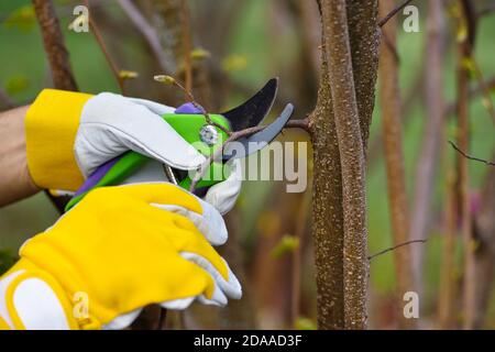 Le mani con guanti di giardiniere facendo un lavoro di manutenzione, la potatura, la struttura ad albero Foto Stock