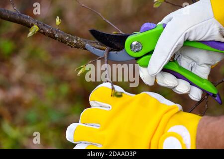 Le mani con guanti di giardiniere facendo un lavoro di manutenzione, la potatura, la struttura ad albero Foto Stock