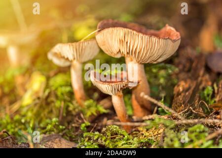 Funghi marroni nella foresta nella scenografica luce del sole autunnale Foto Stock