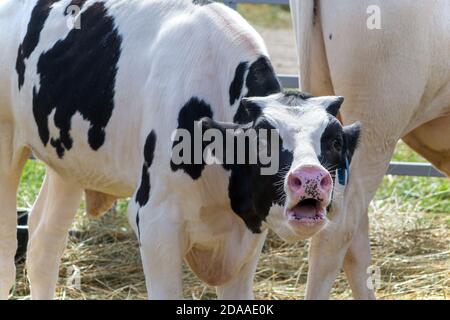 Bianco con macchie nere che ammolano il polpaccio Foto Stock