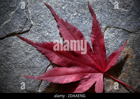 Foglia d'autunno rossa ( Acer palmatum ) primo piano su sfondo grigio Foto Stock
