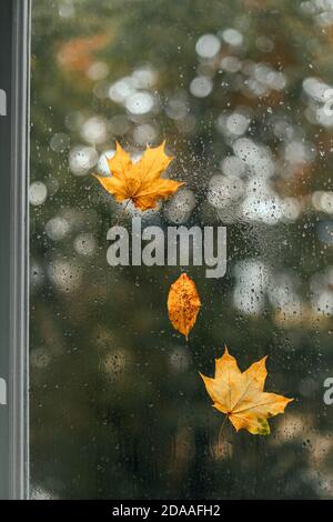 Tre foglie di autunno gialle su una finestra bagnata. Tempo piovoso autunnale, concetto di tristezza Foto Stock