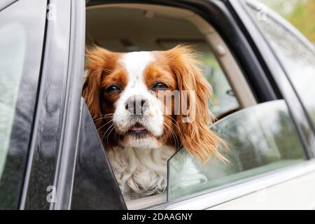 Un cane dai capelli bianchi-rossi re Charles Spaniel guarda fuori da un aprire il finestrino dell'auto Foto Stock