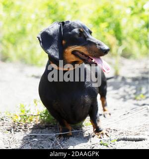 Dachshund cane seduto a terra e guardando al lato. Fogliame e erba su sfondo sfocato. Messa a fuoco superficiale. Foto Stock