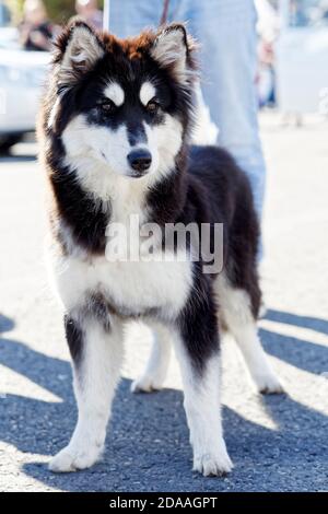 Il giovane cane Husky si trova sull'asfalto di fronte al suo padrone. Messa a fuoco superficiale. Foto Stock