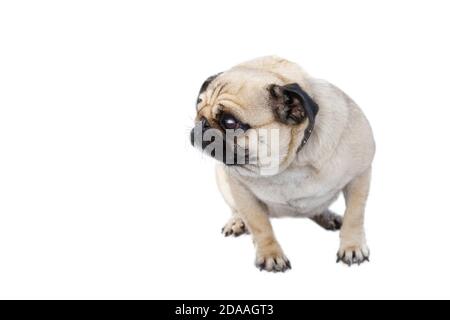 Piccolo cane di razza pug isolato su sfondo bianco. Messa a fuoco superficiale. Foto Stock