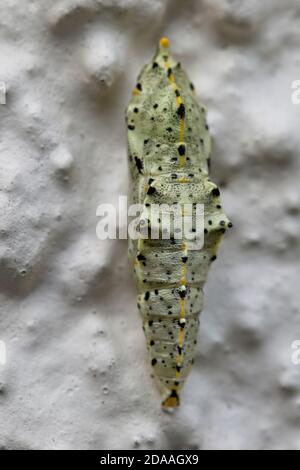 Il crisalide di una grande farfalla bianca (Pieris brasicae) attaccata ad un muro, Cornovaglia, Inghilterra, Regno Unito. Foto Stock