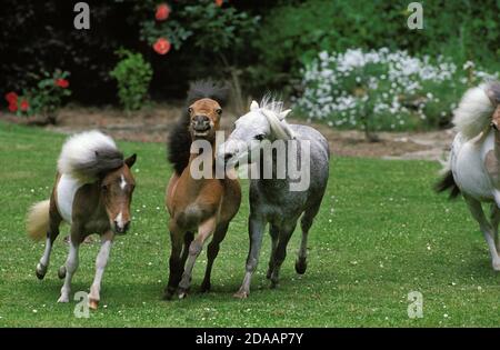Americano di cavalli in miniatura, allevamento in giardino Foto Stock
