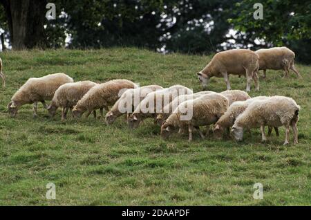 Un Manech tête rousse Pecore, una razza francese, allevamento mangiare erba Foto Stock