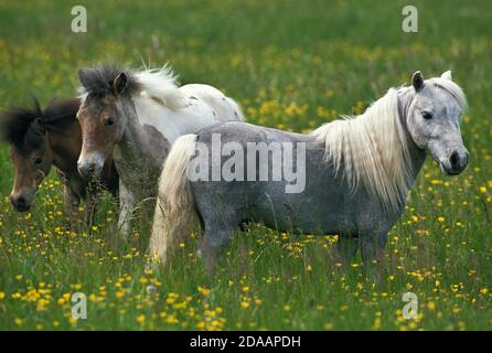 Americano di cavalli in miniatura, ALLEVAMENTO IN PIEDI IN PRATO Foto Stock