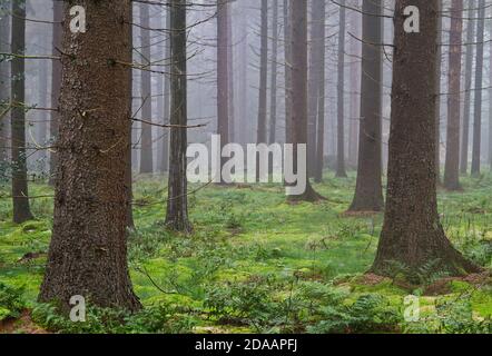 Alti alberi di pino nella foresta nebbiosa, muschio sul terreno Foto Stock