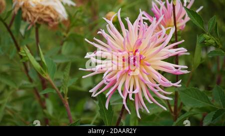 Macro Fotografia del fiore in fiore di Dahlia di colore bianco e rosa nel giardino Jardin des Tuileries, Parigi, Francia. Mettere a fuoco sulla testa del fiore. Foto Stock