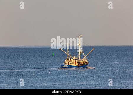 Geografia / viaggio, Germania, Schleswig-Holstein, Buesum, gamberi al Mare del Nord di fronte a Buesum, Dit, Additional-Rights-Clearance-Info-non-disponibile Foto Stock