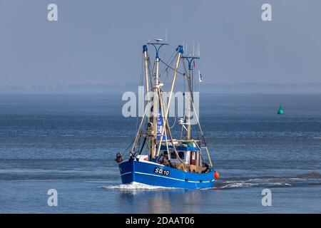 Geografia / viaggio, Germania, Schleswig-Holstein, Buesum, gamberi al Mare del Nord di fronte a Buesum, Dit, Additional-Rights-Clearance-Info-non-disponibile Foto Stock