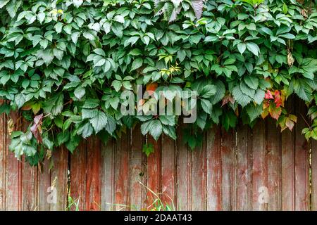 Foglie di GGreen su un muro di legno. Una recinzione di legno sopravfatta di foglie Foto Stock