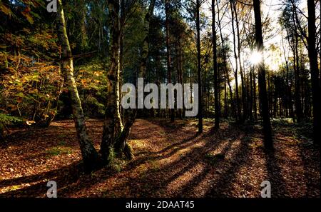 Bassa luce solare invernale che getta ombre in una scena boschiva. Blidworth Woods, Nottinghamshire Inghilterra UK Foto Stock