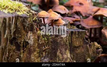 Primo piano di funghi circondati da muschio verde su un albero caduto. Kuehner mite mut bilis. Foto Stock