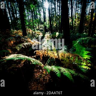 Bassa luce solare invernale che getta ombre su bracken boschivi. Blidworth Woods Nottinghamshire Inghilterra Regno Unito Foto Stock